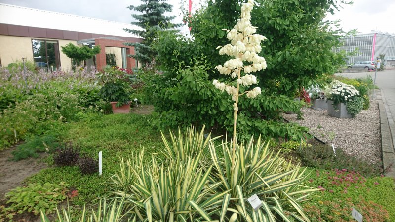 Yucca filamentosa 'Color Guard' Юкка нитчатая